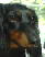 NICOl